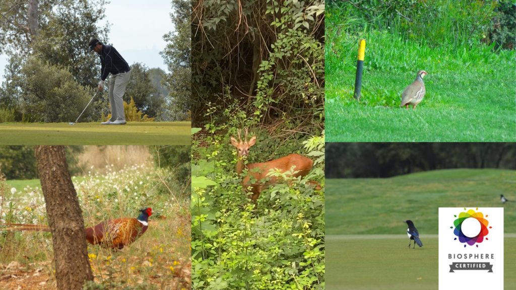 El Real Club de Golf El Prat revalida el certificado Biosphere
